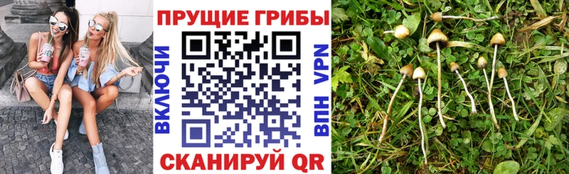 Псилоцибиновые грибы Psilocybine cubensis  Собинка 